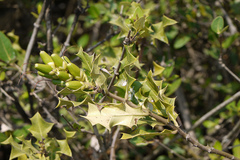 Acanthus ilicifolius